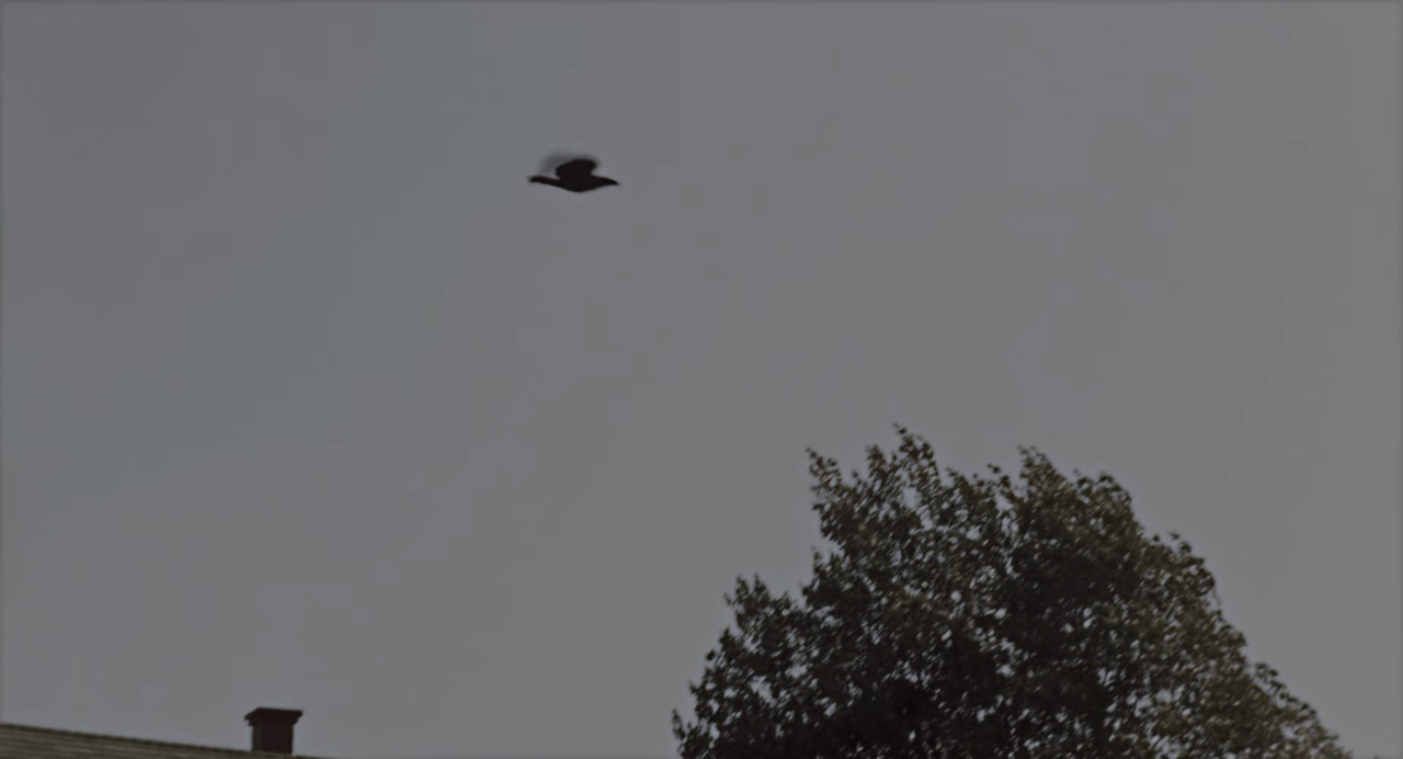 vlcsnap-2025-03-20-10h13m48s084