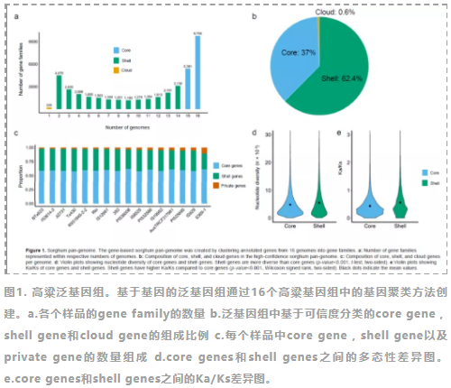 全球首个高粱泛基因组研究成果发表-2.png
