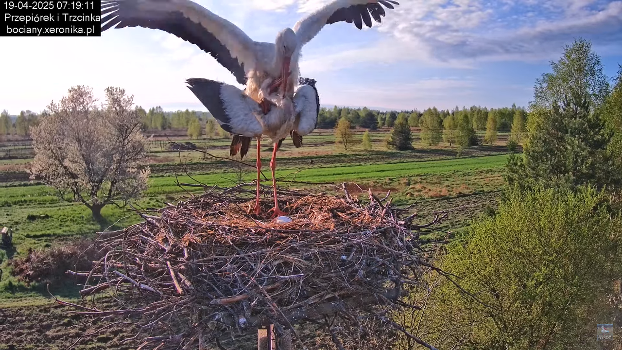 19042025bociany5