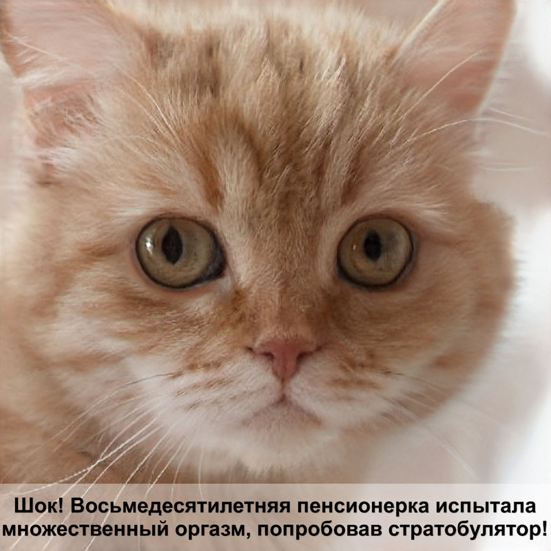 шапка с кошачьими ушками