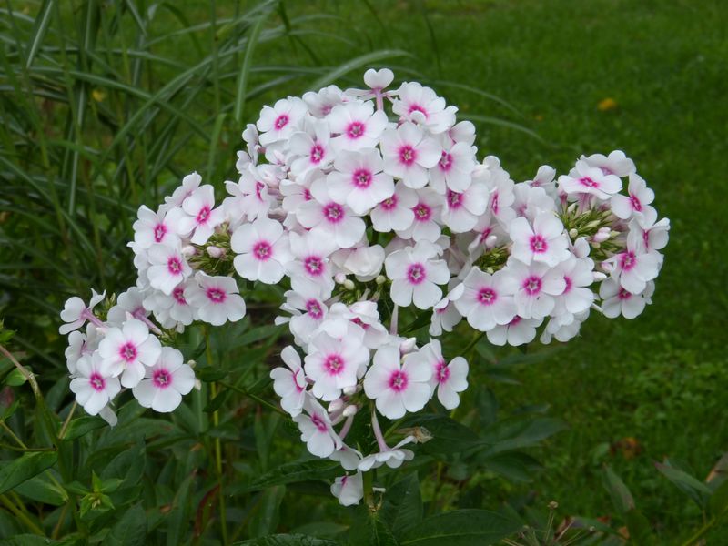2014-08-05 Phlox 'Kirmesländler'