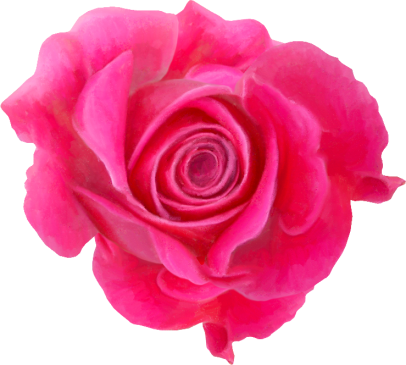 Rose07