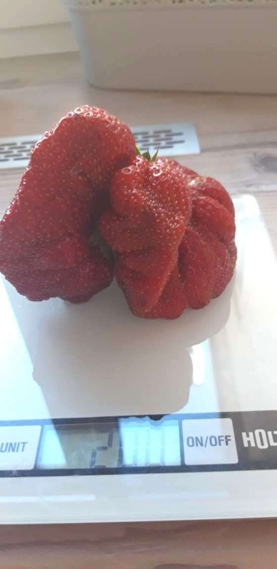 Ягода-мутант урожая-2019 (1)