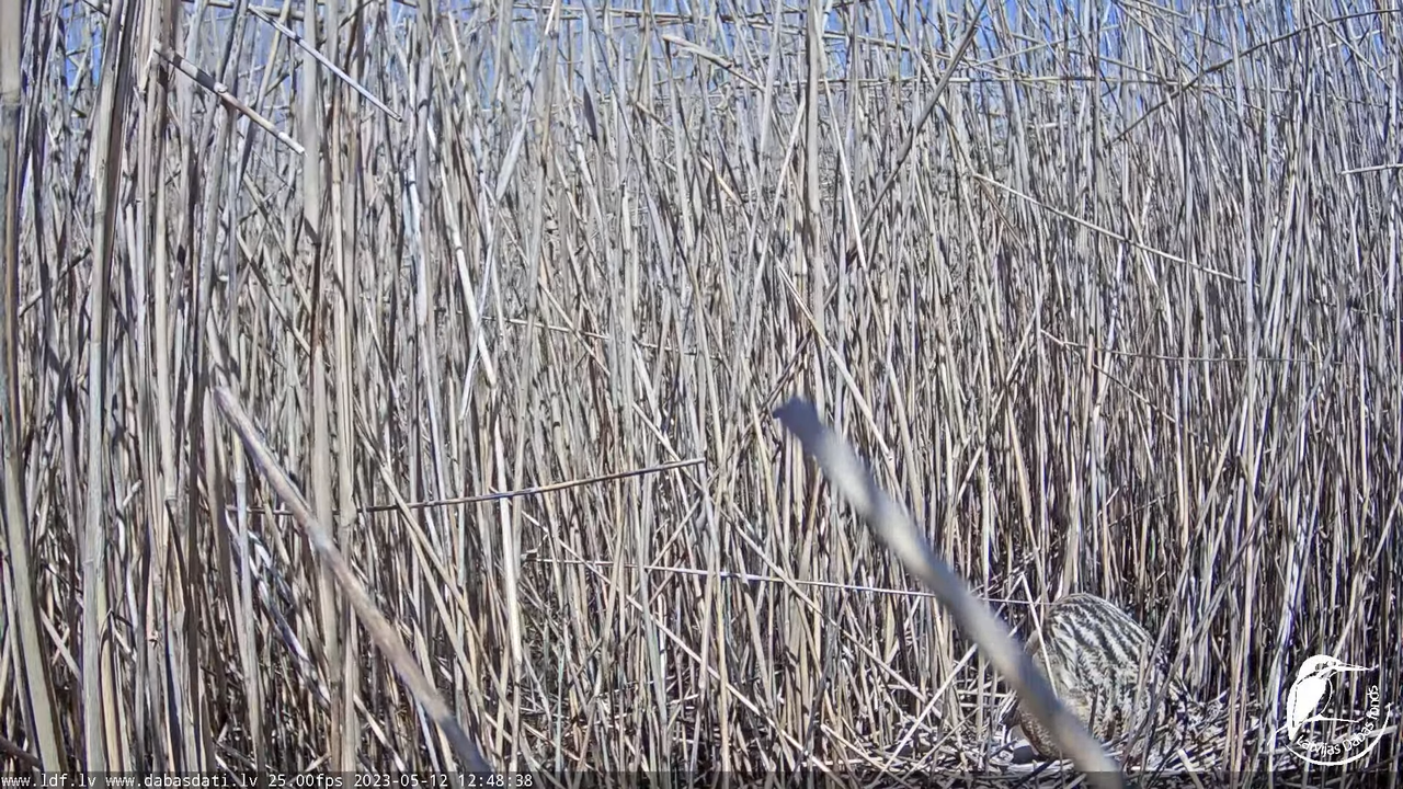 Lielais dumpis (Botaurus stellaris) Engurē - LDF tiešraide 5-27-45 screenshot