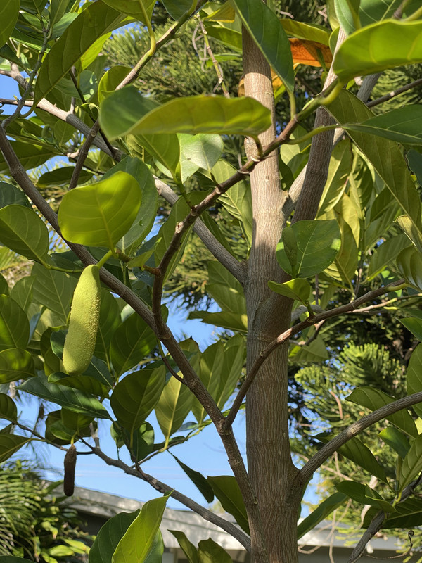 jak seedling 22021
