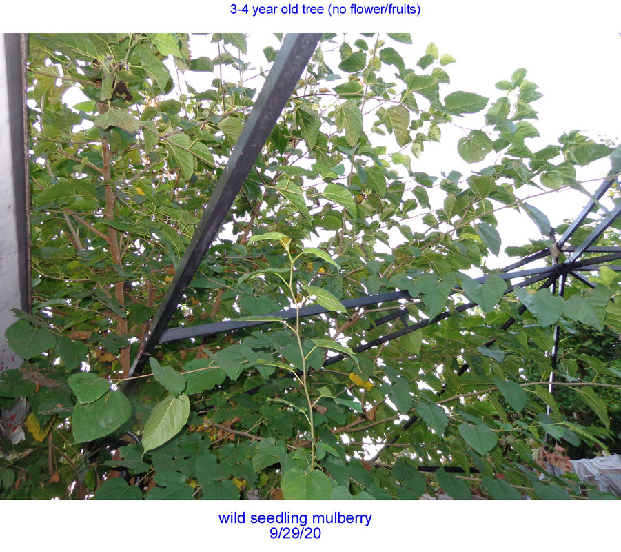 Mulberry-Seedling3