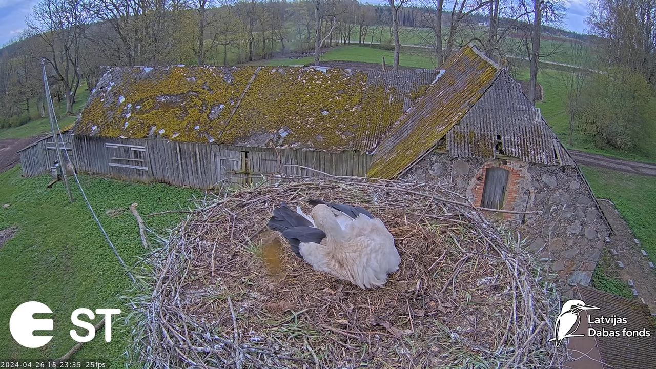 Baltie stārķi (Ciconia ciconia) Tukuma novadā - LDF tiešraide __ White storks in Tukums, Latvia 9-30