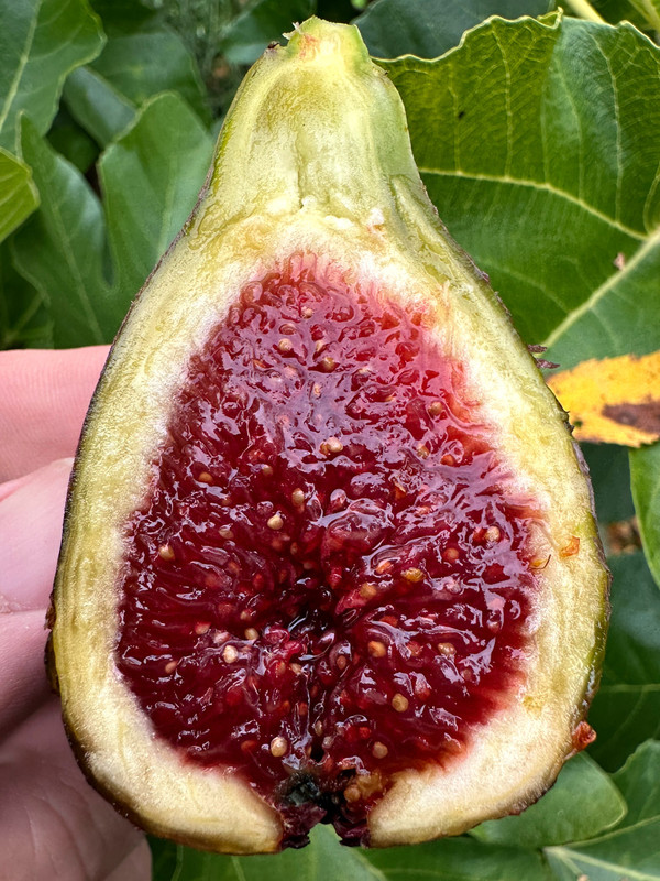 figs-436.jpg