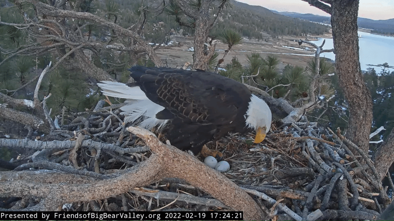 Webp.net-gifmaker (4)