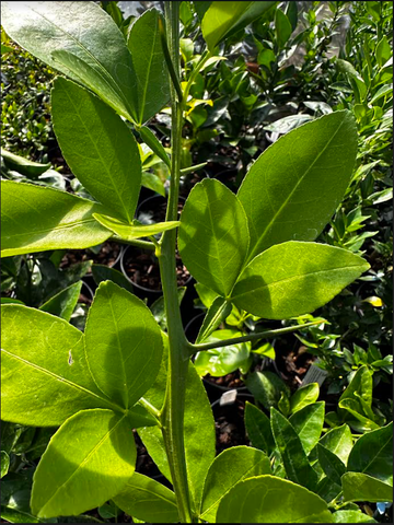 citrumeloleaves