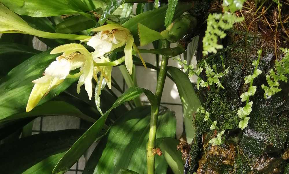 coelogyne fuscescens brunnea Coelogyne-fuscescens-brunnea4