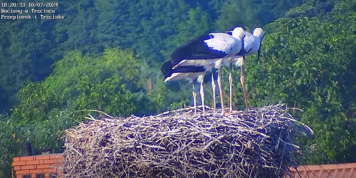 bocianyrozmnozone