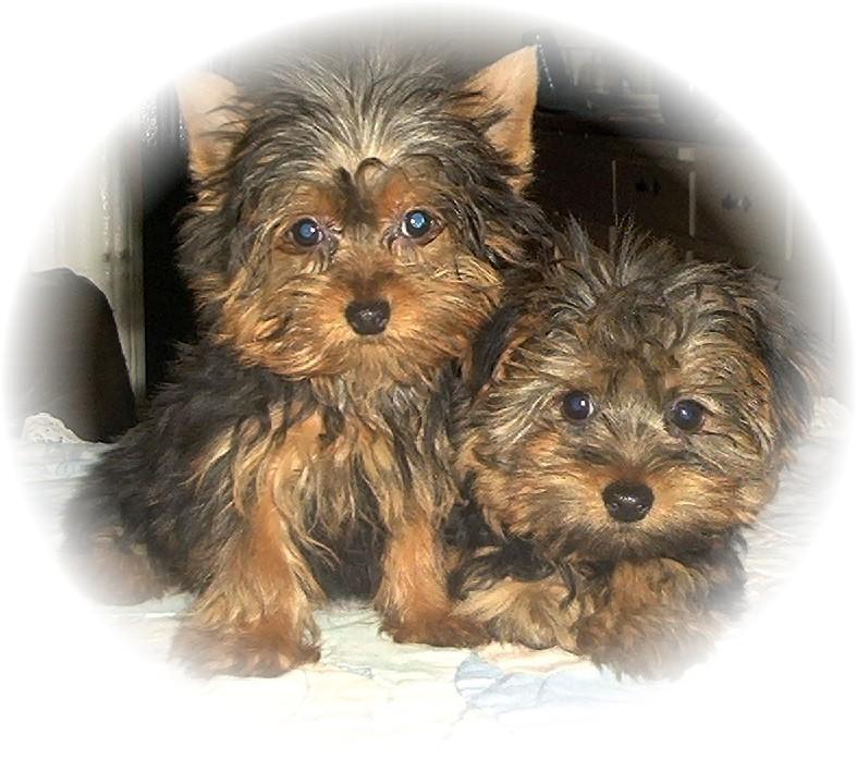 yorkie cuccioli