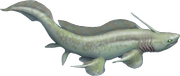xenacanthus