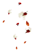 TADD_elements_Shimmer_Fall_17