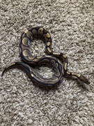 FD672D7C-59BA-43EB-8B6E-5966249AEAC4