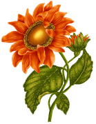 ISmell-Autumn-LL-Element79