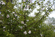 DSC-0917