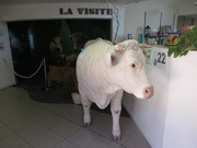 IMG-7657.jpg