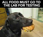 Lab Testing