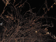 54.1.at the suicide bridge