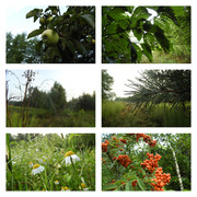 rumianeksieobjawilpodeszczu