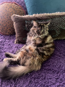 951-FAD2-D-9-FA6-44-AD-9-B4-C-A1-EB4-AD71-C69-1-105-c