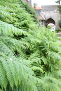 IMG-4222.jpg