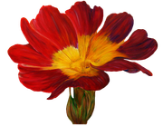 Blossom-Elements-1