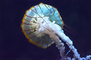 Méduse dorée-L-Merlier (17)