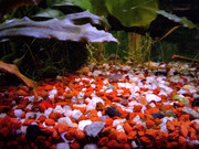 IMG_20210418_60L_manici