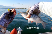 [Image: BABY-WIPE.jpg]