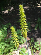 [Image: Fleur-d-Alo-s-l-Original-3875.jpg]