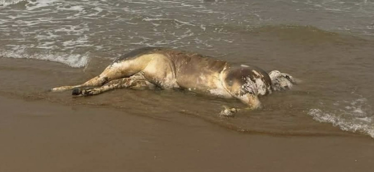 664993108-1706814100672484-1281817572222604489-n