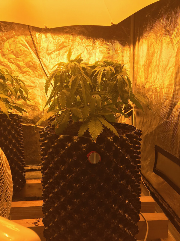 91A1136D-2AB1-4CA0-AE3B-8D4D6D17F198