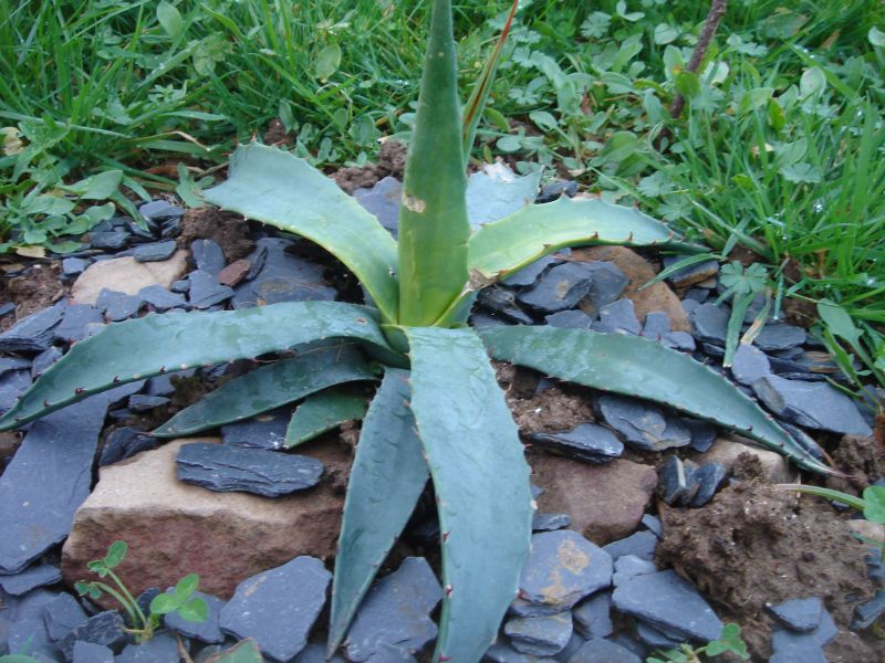 Agave-Chrysantha2023.jpg