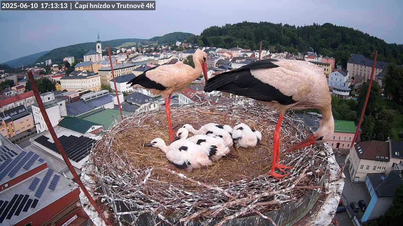 Živě z čapího hnízda na pivovarském komíně v Trutnově 9-16-27 screenshot
