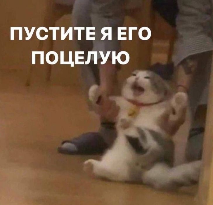 https://i.postimg.cc/YS10j4yh/7f4102f1cf7924fd96c9a14f508e4538.jpg