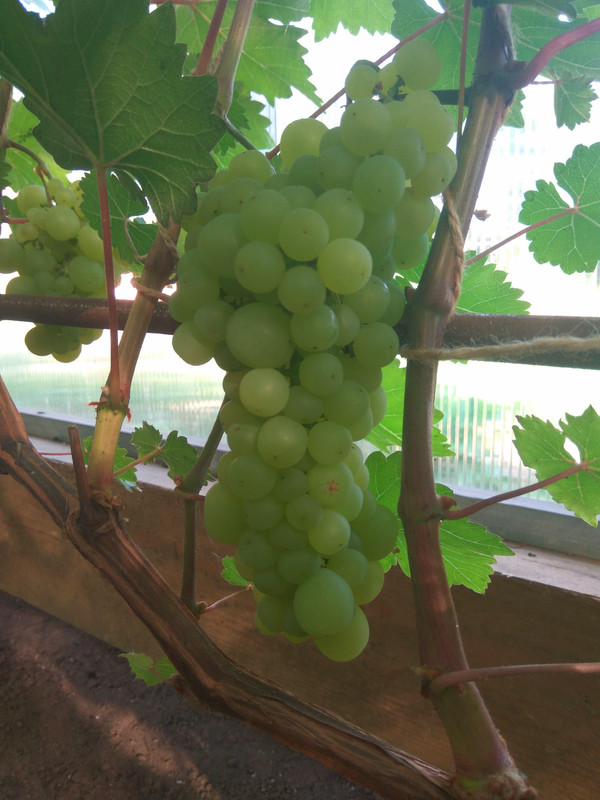 Лиепаяс Дзинтарс 28.07.2018л