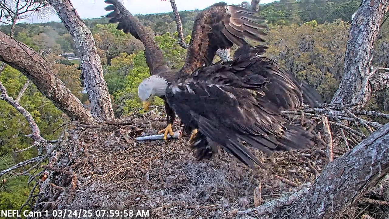 NEFL Cam 1 — tiešraidē Bald Eagle Cam 17-41-19 screenshot