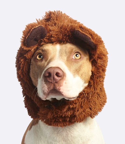 Designer Pet Food Container