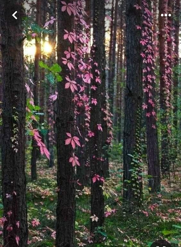 Screenshot_20240330_232517_Pinterest