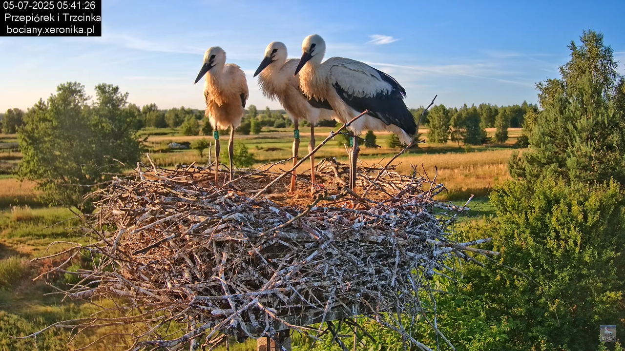 05072025bociany13