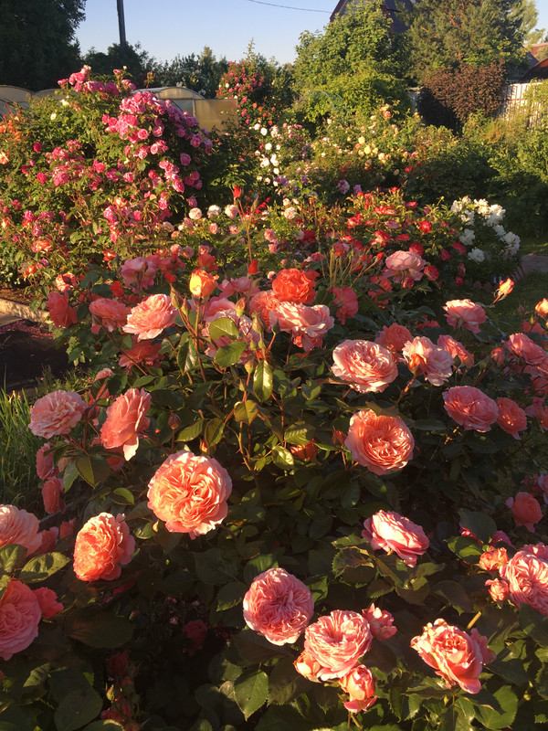 BDA82682-CA34-471E-BB5D-1E0B6FFCBB91