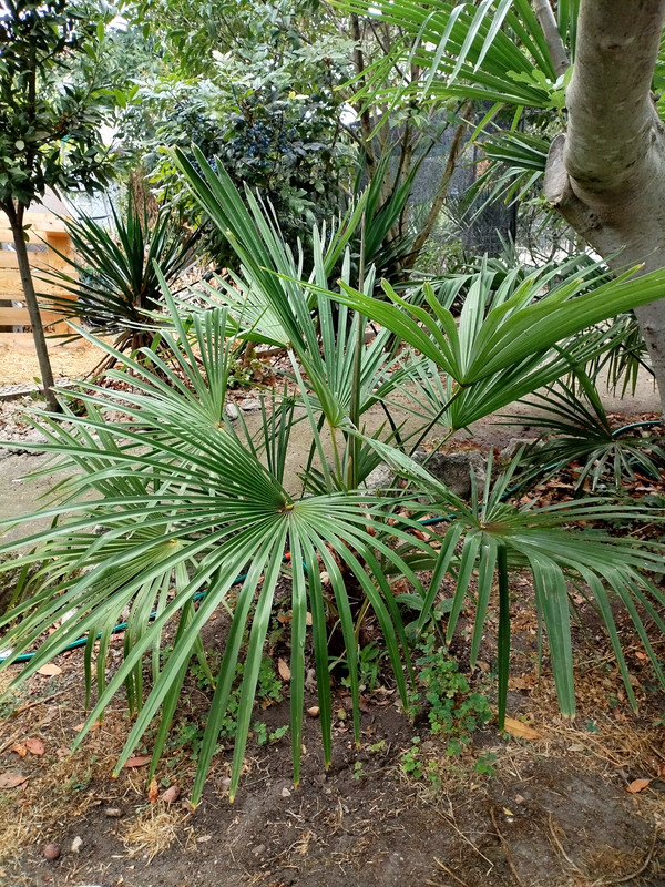 IMG_20250819_175340_edit_202409296751275