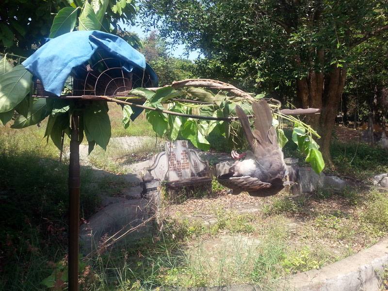Kamunting  (4)