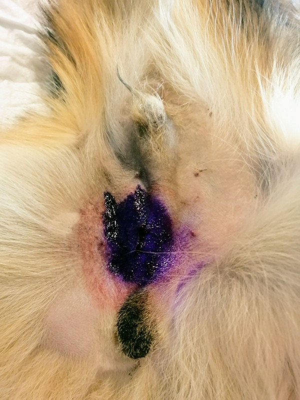 изображение_viber_2020-05-22_15-58-06