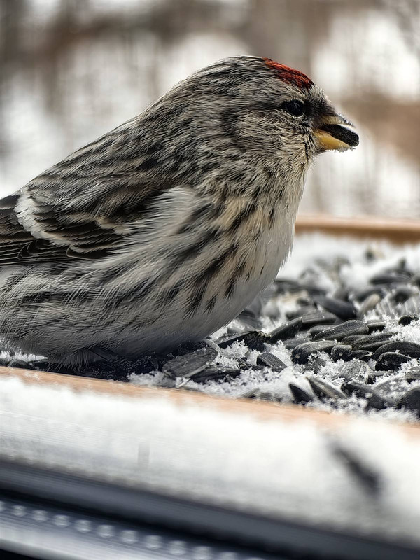 изображение_viber_2024-04-07_09-12-02-551