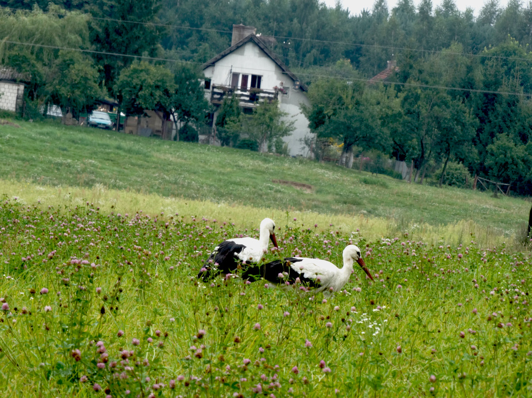 01.06 - DSC07330 (Czesio1)