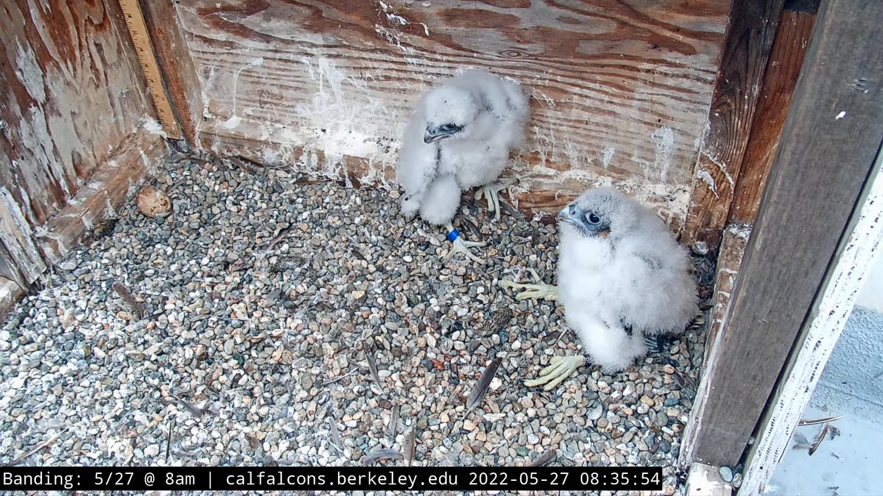 5-27-22 Banding (Raw Nest Footage) 26-0 screenshot